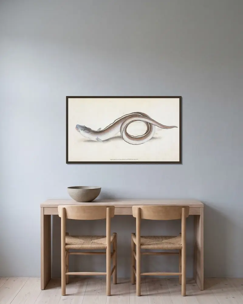Conger Eel, Muræna Conger av Edward Donovan inramad på en vägg