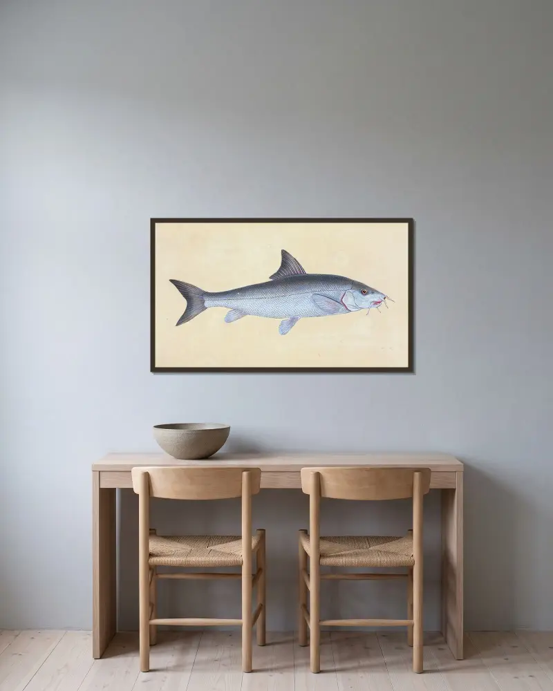 Cyprinus Barbus, Barbel av Edward Donovan inramad på en vägg
