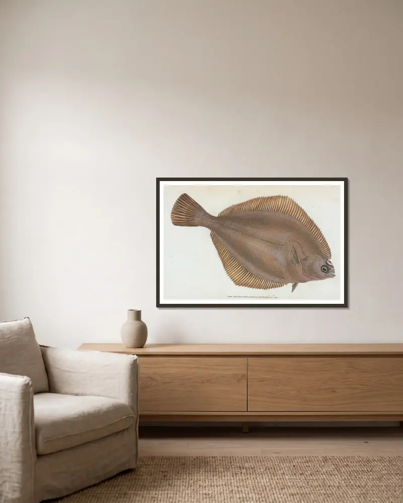 Kliesche, Pleuronectes limanda von Edward Donovan gerahmt an einer Wand