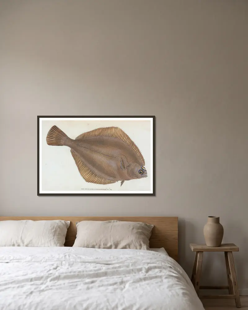 Kliesche, Pleuronectes limanda von Edward Donovan gerahmt an einer Wand