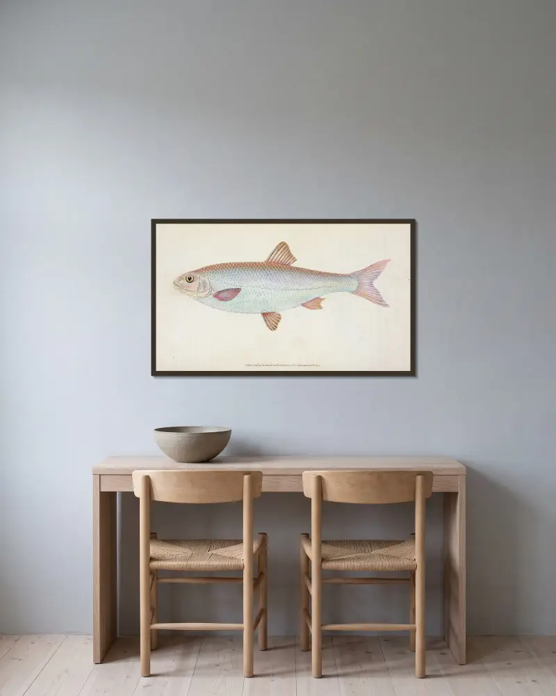 Dace, Cyprinus Leuciscus von Edward Donovan gerahmt an einer Wand