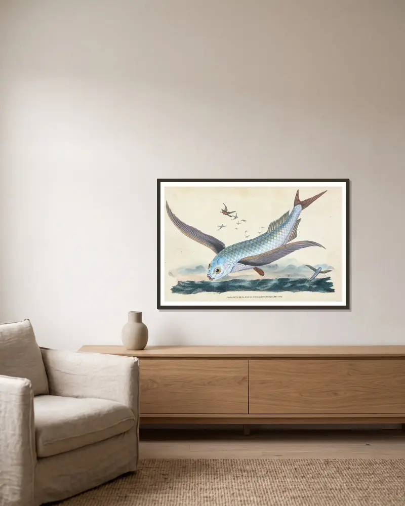 Fliegender Fisch, Exocoetus Volitans von Edward Donovan gerahmt an einer Wand