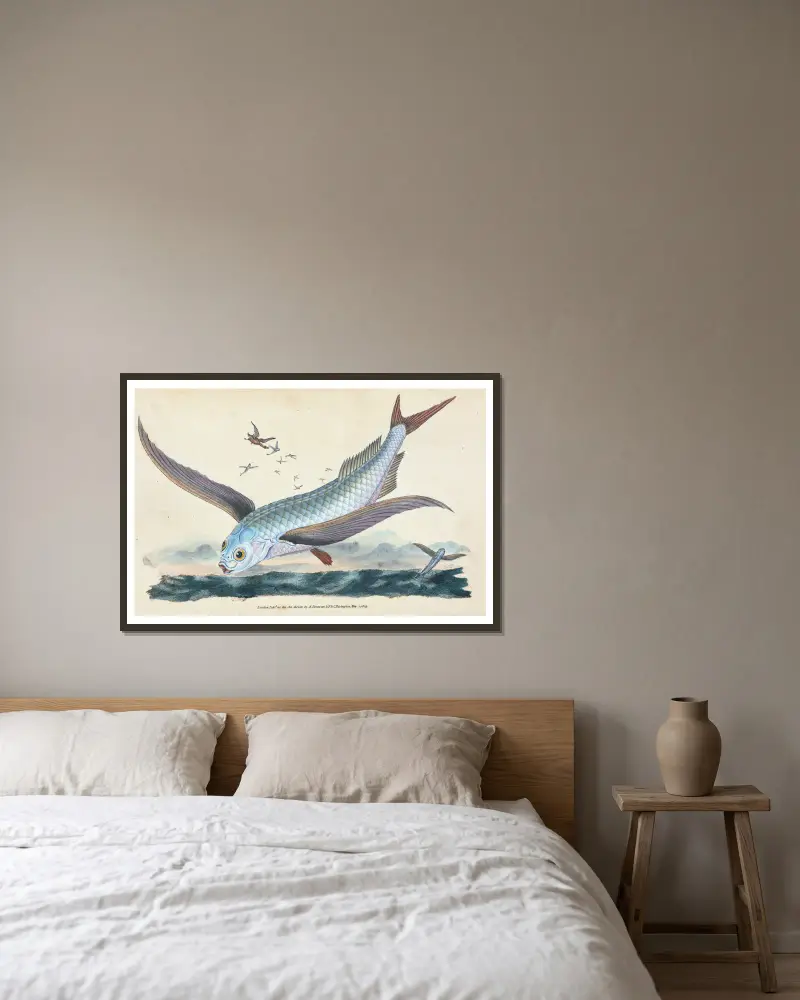 Fliegender Fisch, Exocoetus Volitans von Edward Donovan gerahmt an einer Wand