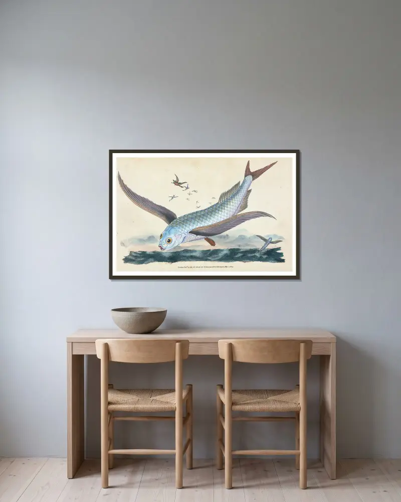 Fliegender Fisch, Exocoetus Volitans von Edward Donovan gerahmt an einer Wand
