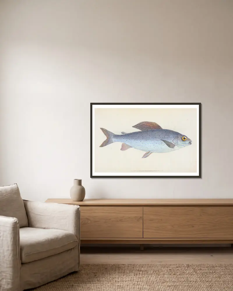 Lipan, Salmo Thymallus, Edward Donovan v rámu na stěně
