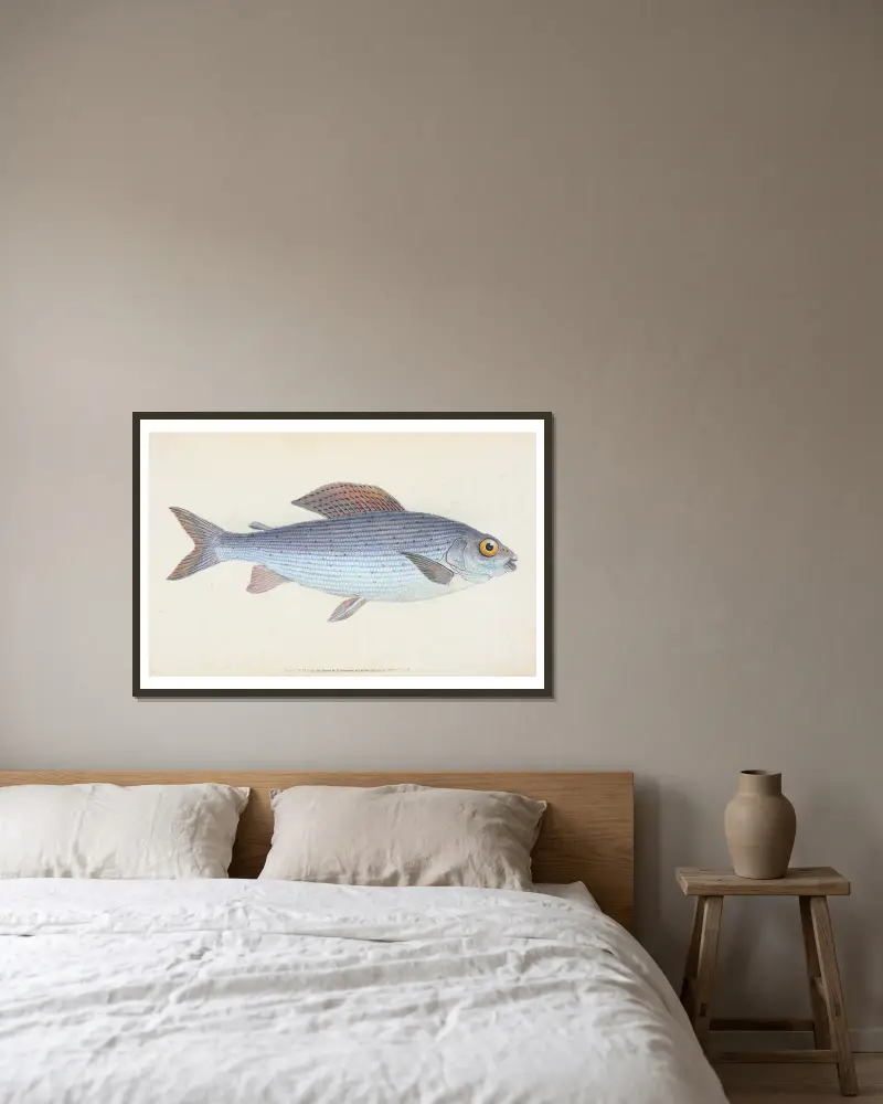 Lipan, Salmo Thymallus, Edward Donovan v rámu na stěně