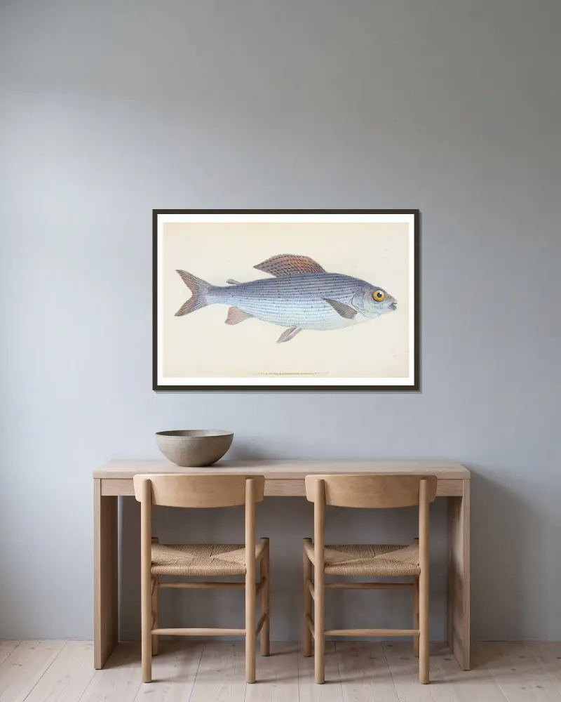 Lipan, Salmo Thymallus, Edward Donovan v rámu na stěně