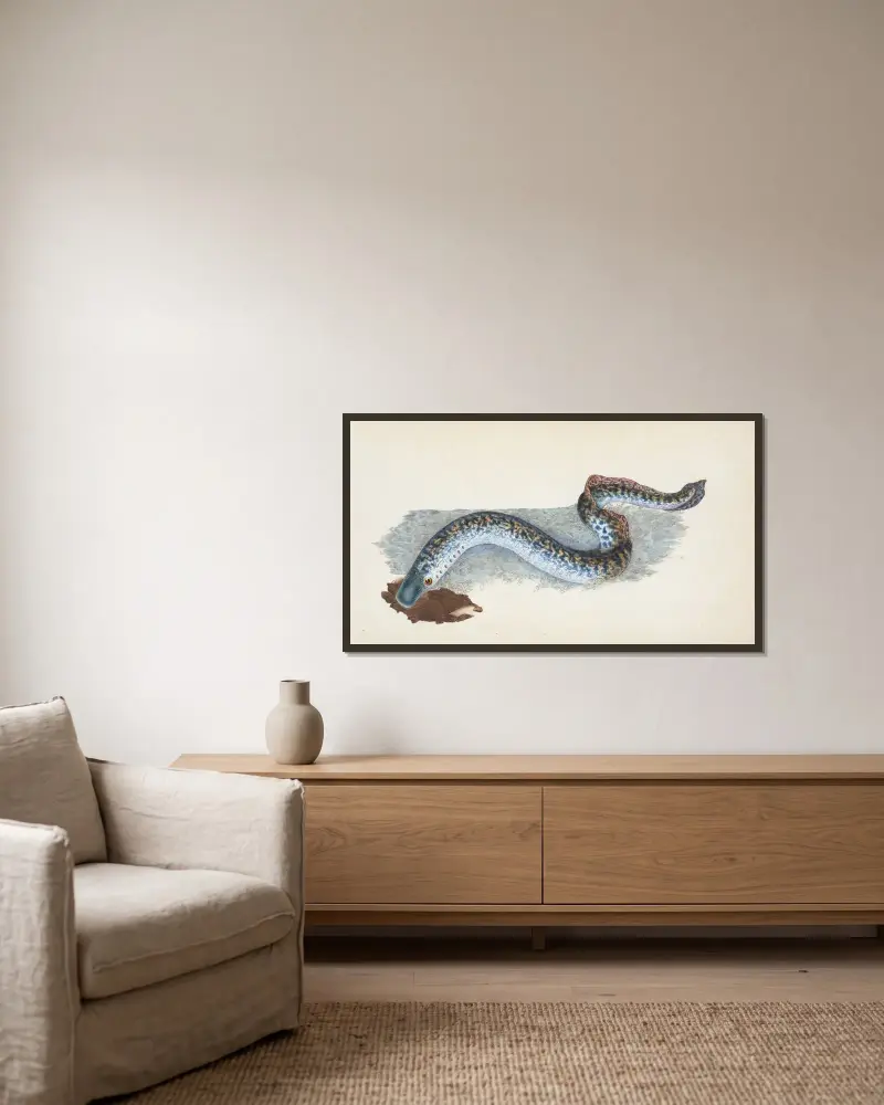 Havsnejonöga (Petromyzon marinus) av Edward Donovan inramad på en vägg