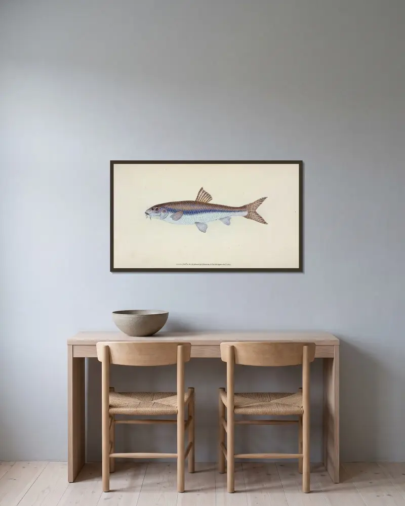Gudgeon, Cyprinus Gobio av Edward Donovan inramad på en vägg