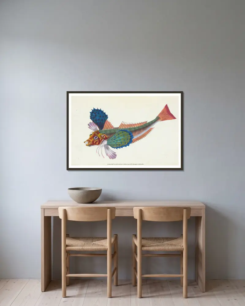 Gurnard, sapphirine, Trigla Hirundo av Edward Donovan inramad på en vägg
