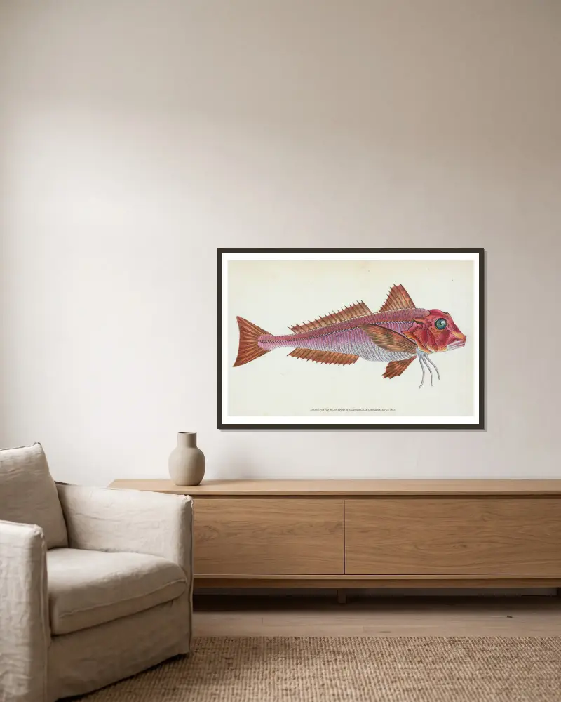 Gurnard, streaked, Tirgla Lineatus av Edward Donovan inramad på en vägg