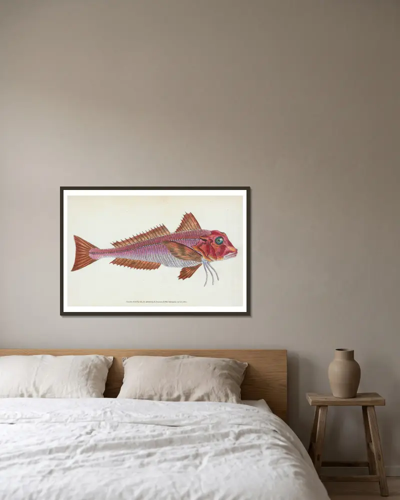 Gurnard, streaked, Tirgla Lineatus av Edward Donovan inramad på en vägg