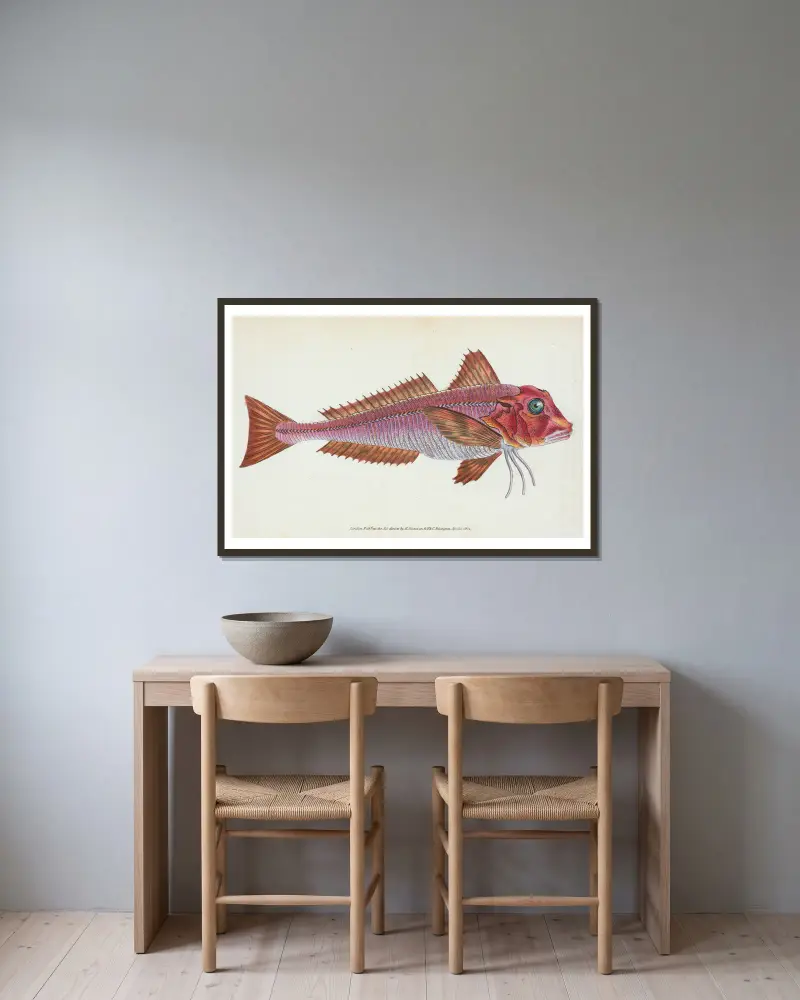 Gurnard, streaked, Tirgla Lineatus av Edward Donovan inramad på en vägg
