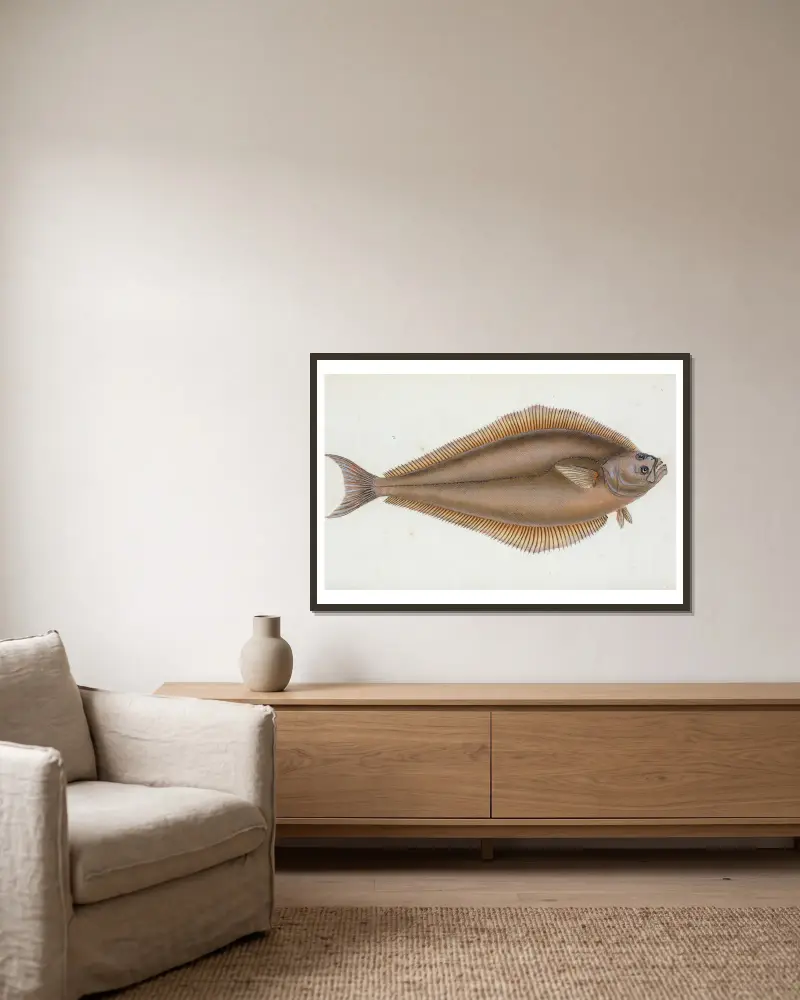 Heilbutt, Pleuronectes Hippoglossus von Edward Donovan gerahmt an einer Wand