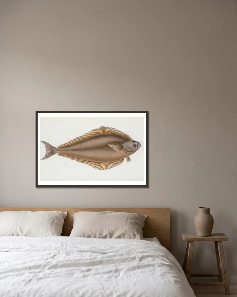 Heilbutt, Pleuronectes Hippoglossus von Edward Donovan gerahmt an einer Wand