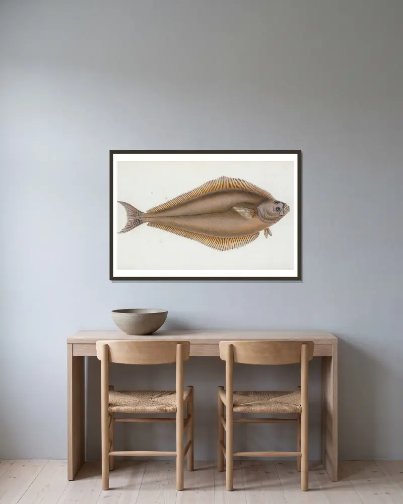 Heilbutt, Pleuronectes Hippoglossus von Edward Donovan gerahmt an einer Wand