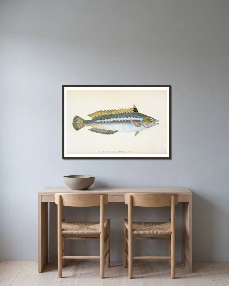 Indented-striped Wrasse, Labrus Julis av Edward Donovan inramad på en vägg
