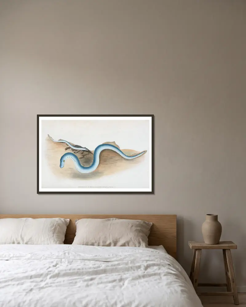 Lesser Lamprey, Petromyzon fluvialitis av Edward Donovan inramad på en vägg