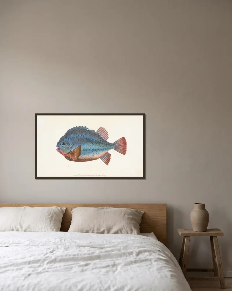 Lump Sucker, Cycloterus Lumpus av Edward Donovan inramad på en vägg