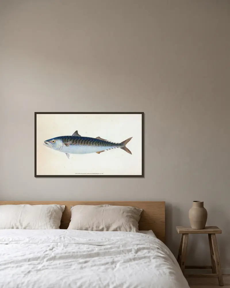 Makrele, Scomber Scomber von Edward Donovan gerahmt an einer Wand