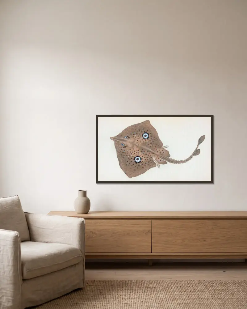 Mirror Ray, Raja Miraletus av Edward Donovan inramad på en vägg