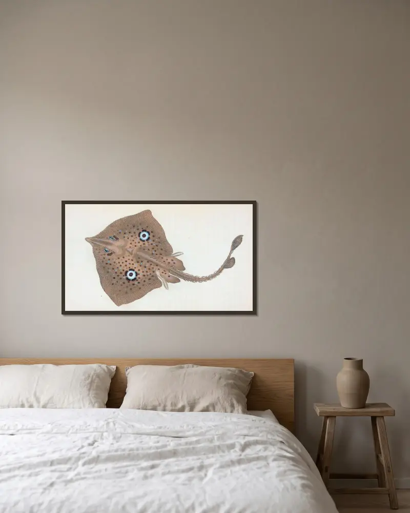 Mirror Ray, Raja Miraletus av Edward Donovan inramad på en vägg