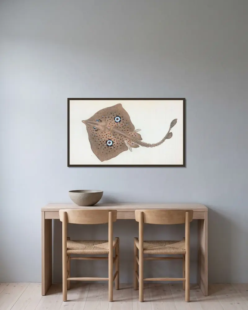 Mirror Ray, Raja Miraletus av Edward Donovan inramad på en vägg