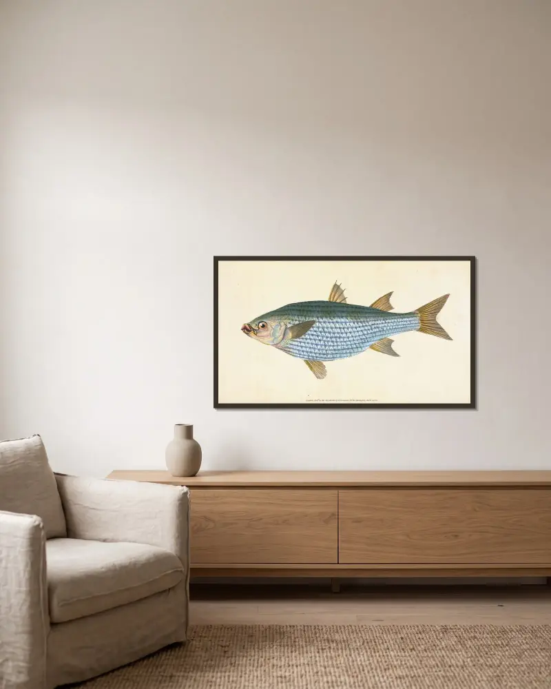Mullet, Mugil Cephalus av Edward Donovan inramad på en vägg