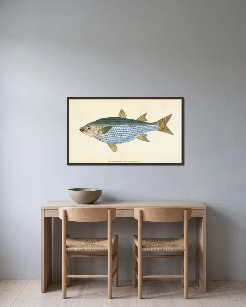 Mullet, Mugil Cephalus av Edward Donovan inramad på en vägg