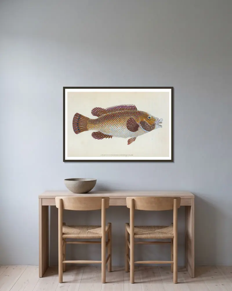Old Wife Wrasse, Labrus Tinca av Edward Donovan inramad på en vägg