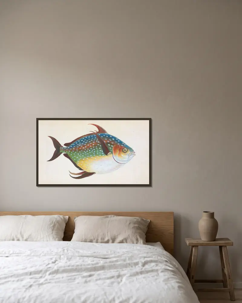 Opah, or King-fish, Zeus Luna av Edward Donovan inramad på en vägg