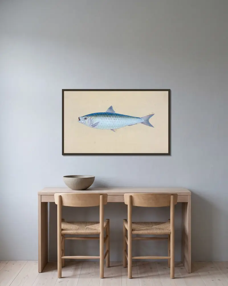 Pilchard, Clupea Pilcardus av Edward Donovan inramad på en vägg