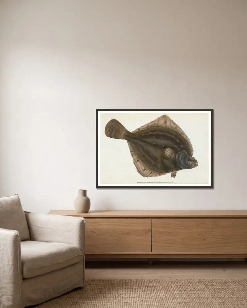 Scholle, Pleuronectes platessa von Edward Donovan gerahmt an einer Wand