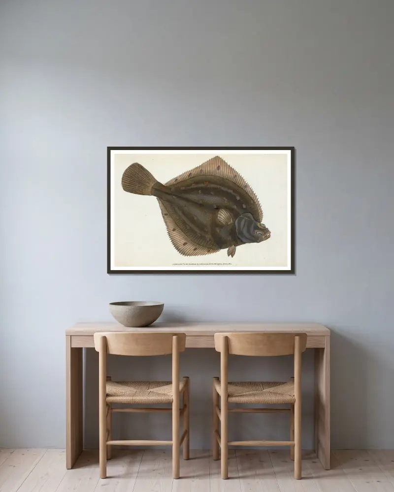 Scholle, Pleuronectes platessa von Edward Donovan gerahmt an einer Wand