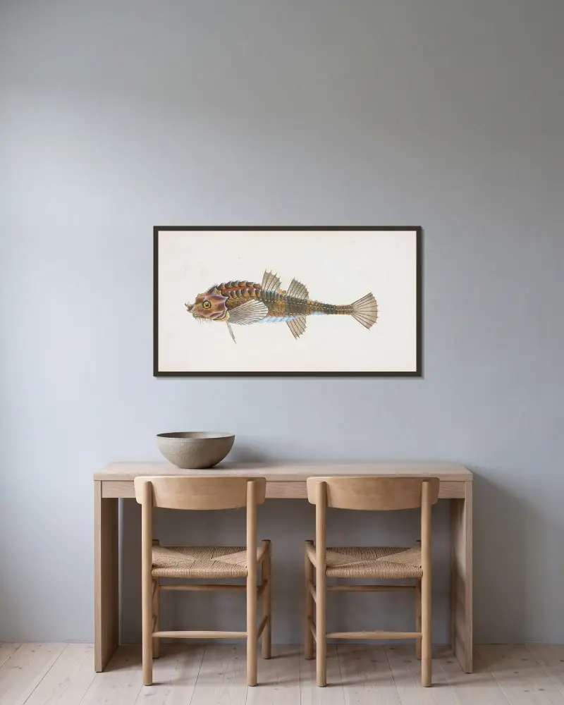 Pogge, Cottus Cataphractus av Edward Donovan inramad på en vägg