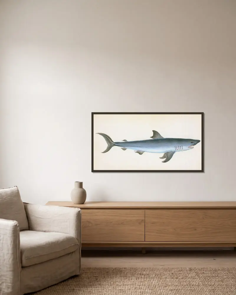 Porbeagle Shark, Squalus Cornubicus av Edward Donovan inramad på en vägg