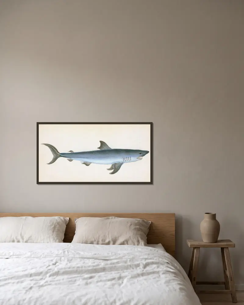 Porbeagle Shark, Squalus Cornubicus av Edward Donovan inramad på en vägg