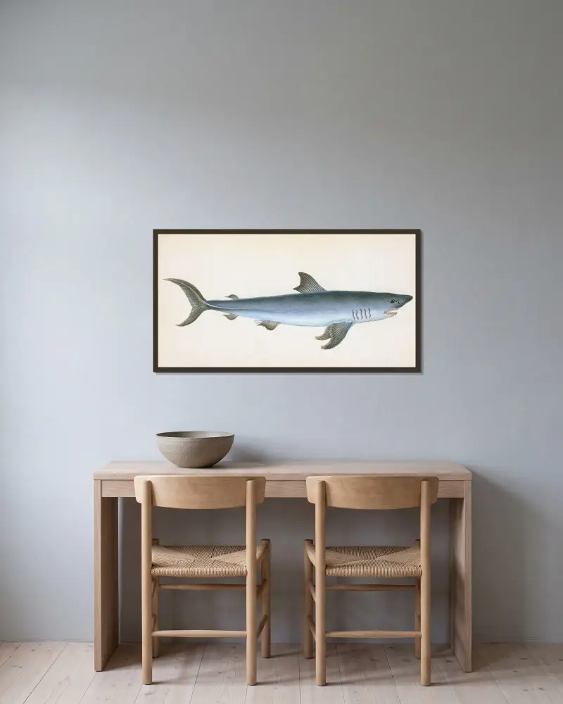 Porbeagle Shark, Squalus Cornubicus av Edward Donovan inramad på en vägg