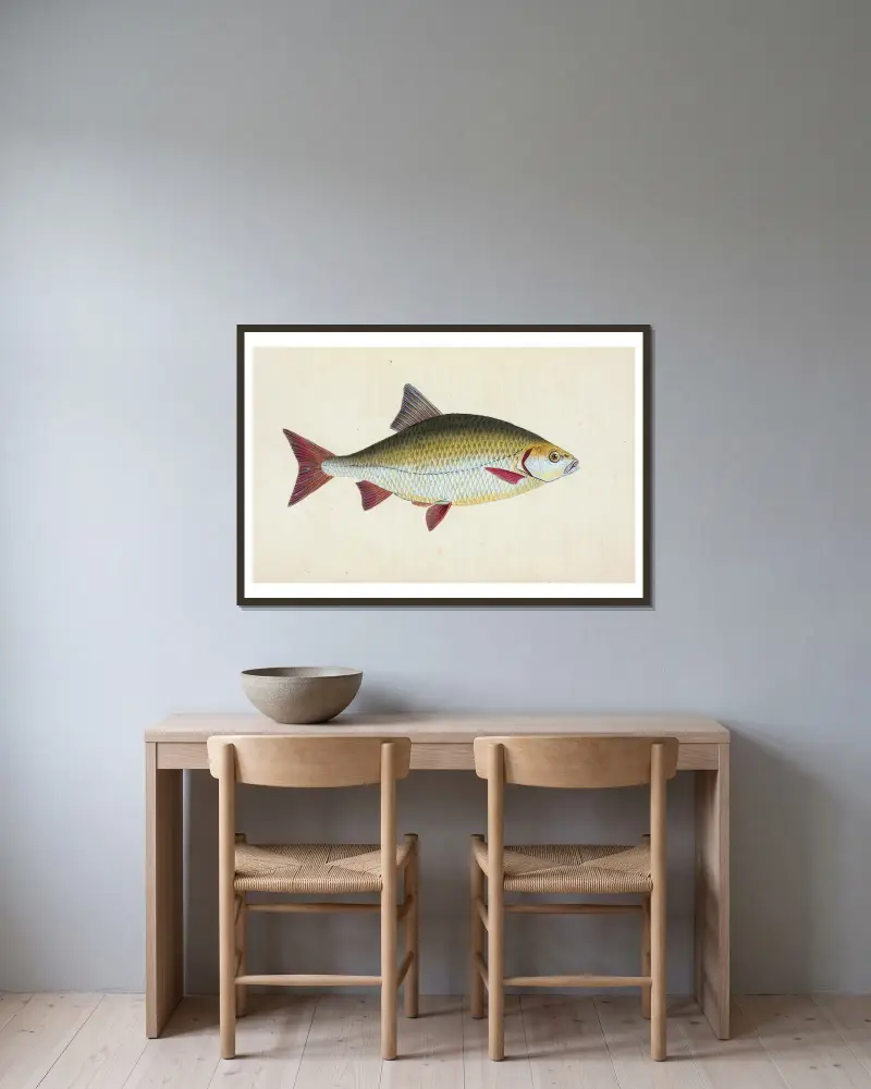 Red-eye, Cyprinus erythrophthalmus av Edward Donovan inramad på en vägg