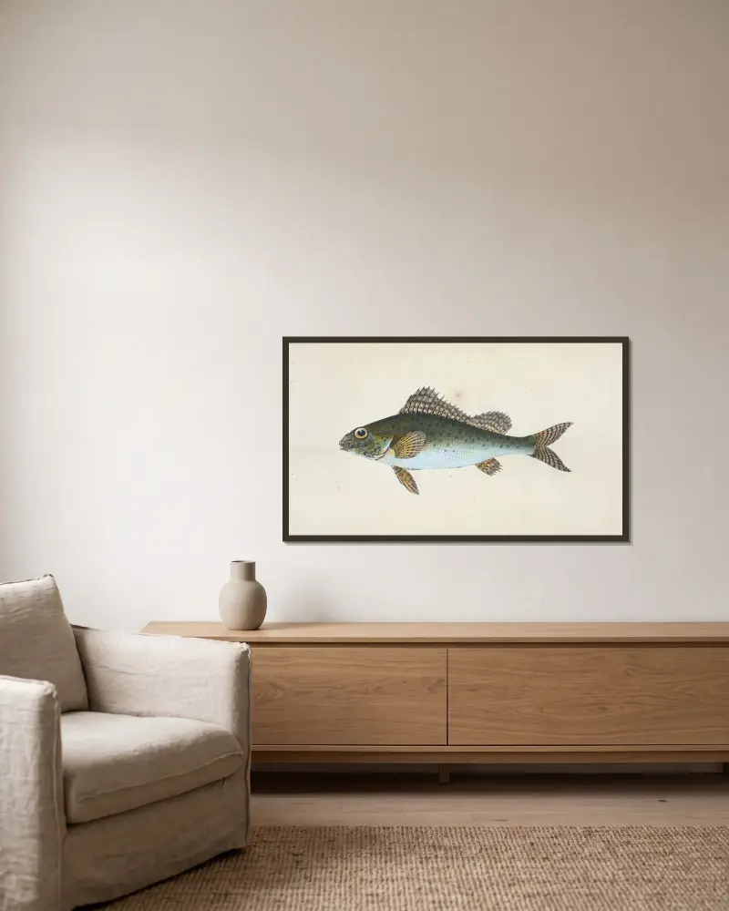 Flussbarsch, Perca cernua von Edward Donovan gerahmt an einer Wand