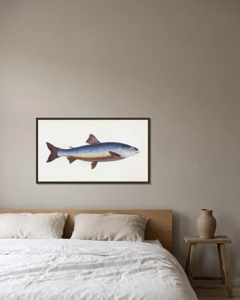 Salvelian Charr, Salmo Salvelinus av Edward Donovan inramad på en vägg