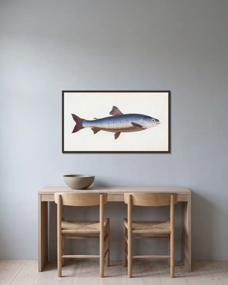 Salvelian Charr, Salmo Salvelinus av Edward Donovan inramad på en vägg