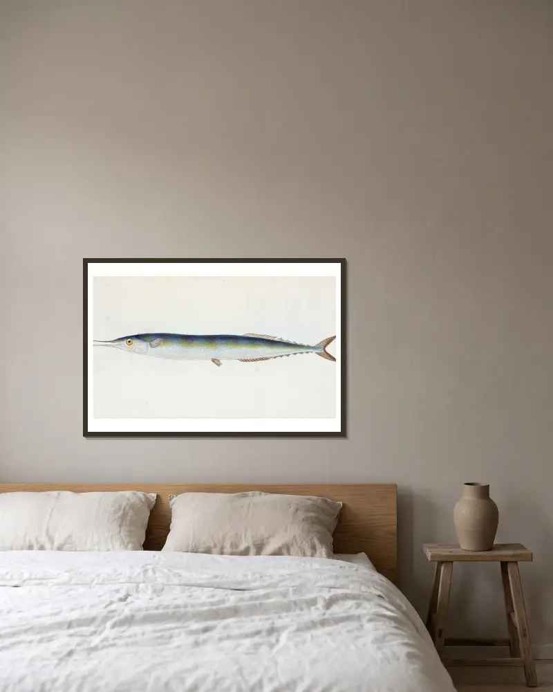 Szczupak, czyli Saury Pike, Esox saurus, Edward Donovan w ramie na ścianie