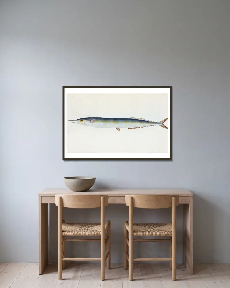 Szczupak, czyli Saury Pike, Esox saurus, Edward Donovan w ramie na ścianie