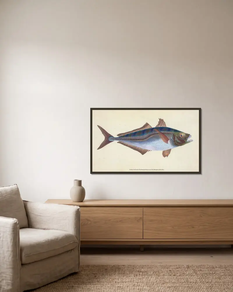 Scad, Scomber Trachurus von Edward Donovan gerahmt an einer Wand