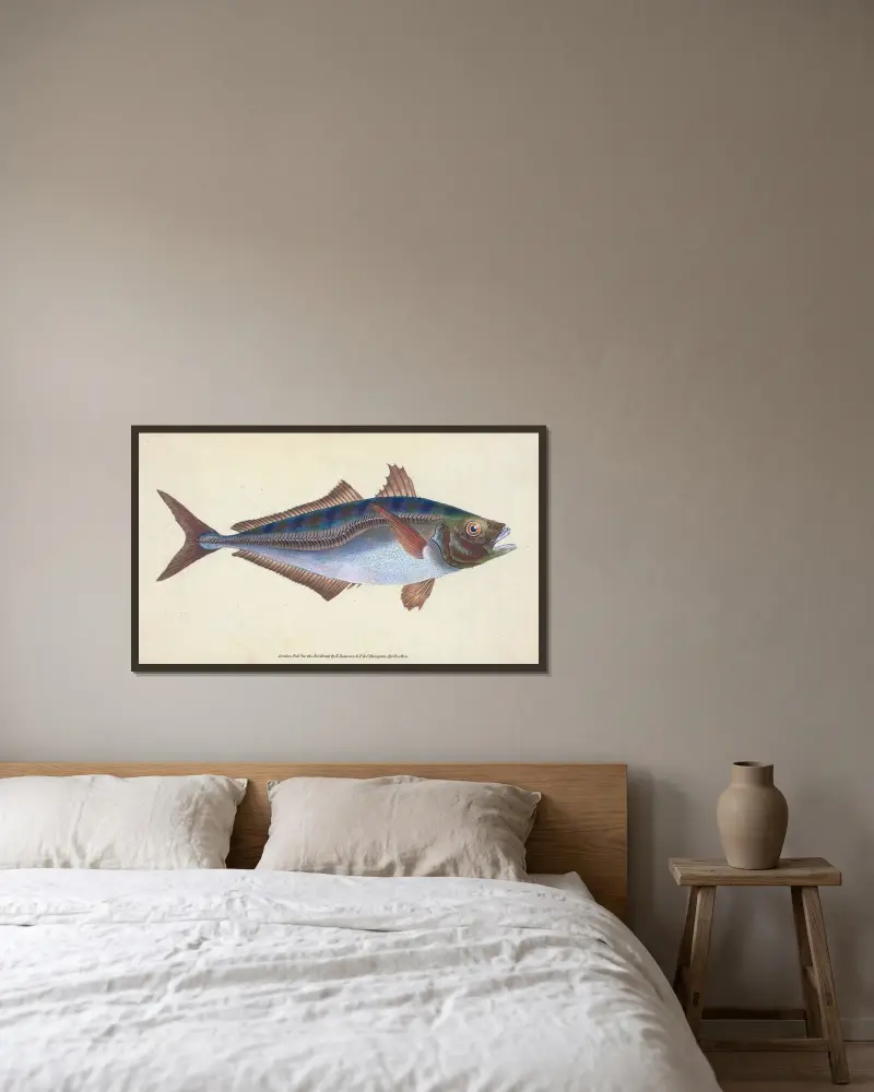 Scad, Scomber Trachurus von Edward Donovan gerahmt an einer Wand
