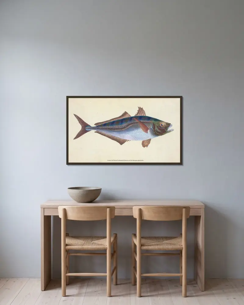 Scad, Scomber Trachurus von Edward Donovan gerahmt an einer Wand