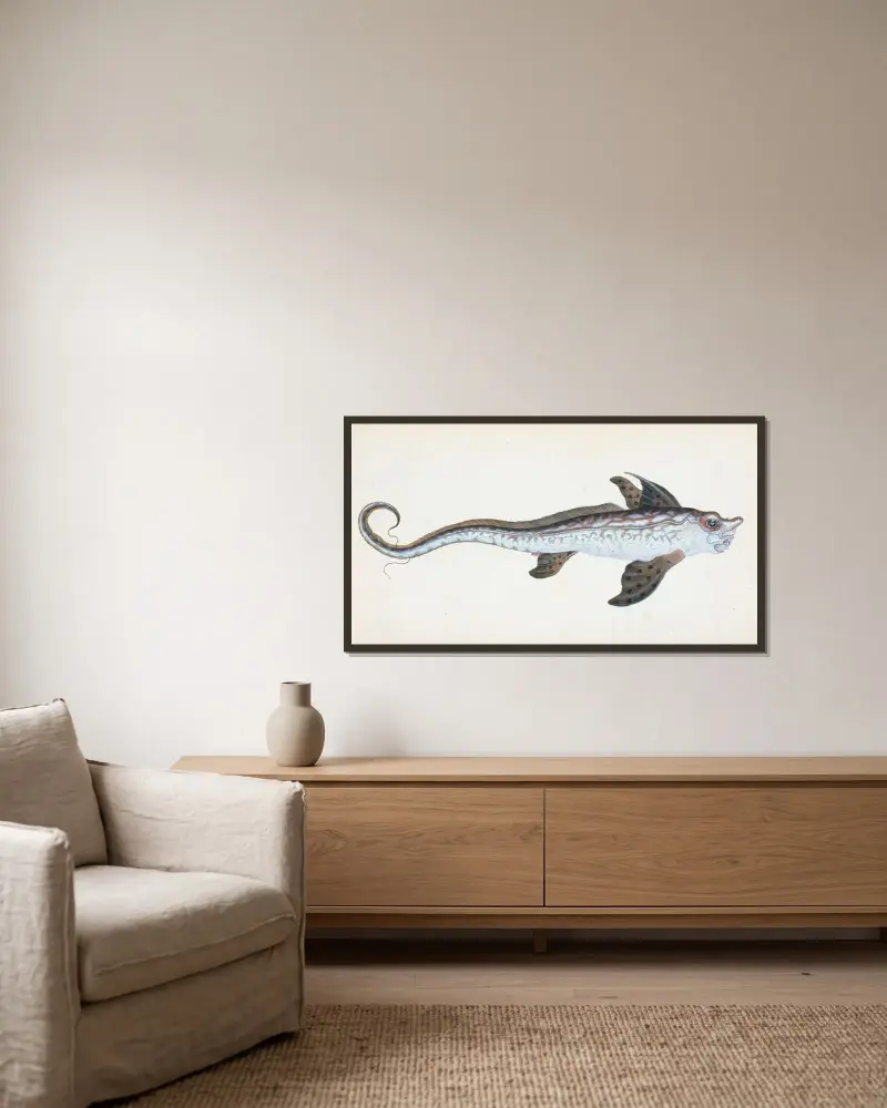 Sea Monster, Chimera Monstrosa av Edward Donovan inramad på en vägg
