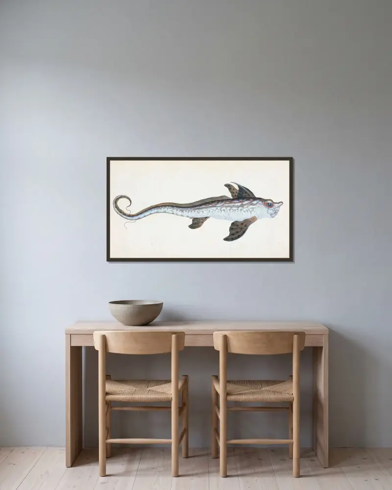 Sea Monster, Chimera Monstrosa av Edward Donovan inramad på en vägg