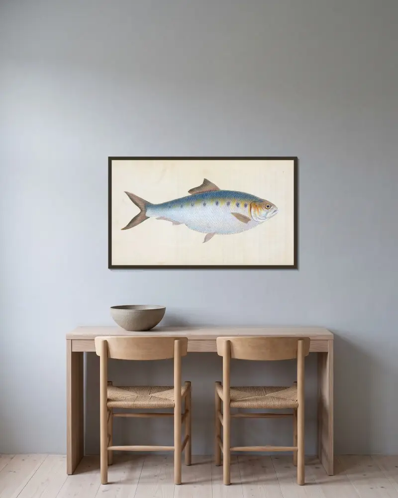 Shad, Clupea alosa av Edward Donovan inramad på en vägg